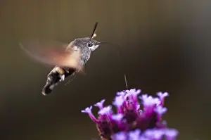 Drucke von Schmetterlingsfledermotte, Fischschwanz, Schmetterlingshaufen, Macroglossum stellatarum, Taubenschwanz, Schmetterling, fliegen, Flug, Insekten , Motten , Motten , Motten , Schmetterling Verwandte Bilder Drucke: Schwebfliegen-Schwanzmaus