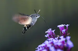 Drucke von Schmetterlingsfledermotte, Karpfenflosse, Schmetterlingsschwärmer, Macroglossum stellatarum, Taubenschwanz, Schmetterling, fliegen, Flug, Insekten , Motten , Motten , Motten , Schmetterling Verwandte Bilder Drucke: Schwanzbart-Spitzkopf, Karpfenflosse