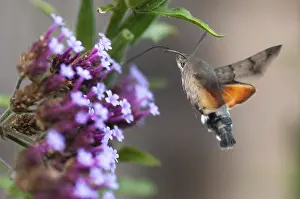 Drucke von Schwebflügelmotte, Fischschwanz, Schwebflügelschwärmer, Macroglossum stellatarum, Taillentenmottenfalter, Mottenfalter fliegt Flug Insekten Motte Motte Motte Falter Verwandte Bilder Drucke: Schwirrbesen-Spinnenschild, Karpfenflosse