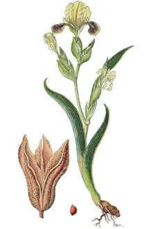 Medicinal Plant Image Drucke: Hungarian iris (Iris variegata)