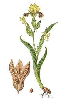 Ungarische Iris (Iris variegata)