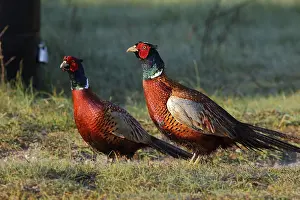 Benelux Bird Species Drucke: Hunting pheasant, Phasianus colchicus