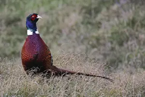 Common Pheasant Behavior Drucke: Hunting pheasant, Phasianus colchicus