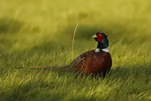 Pheasant Hunting Drucke: Hunting pheasant, Phasianus colchicus