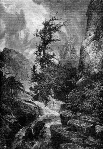 Windy Deserted Landscape Drucke: Hurricane. The largest cedars were twisted by the force of the wind