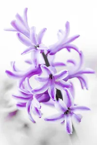 Ornamental Cut Flowers Drucke: Hyacinth, close-up