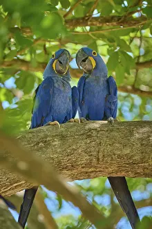 Brazilian Wildlife Conservation Area Drucke: Two Hyacinth Macaws interacting on a branch