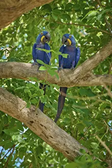 UNESCO Biosphere Reserve Brazil Drucke: Two Hyacinth Macaws showing affectionate behaviour on a tree
