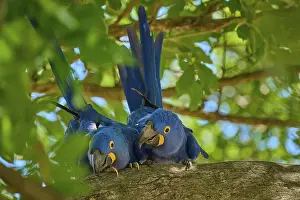 Hyacinth Macaw Drucke: Two Hyacinth Macaws on a tree branch