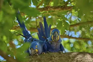 Hyacinth Macaw Drucke: Two Hyacinth Macaws on a tree branch
