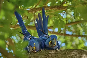 Natural Habitat Preservation Drucke: Two Hyacinth Macaws on a tree branch