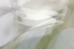 Detailed Petal View Drucke: Hydrangea