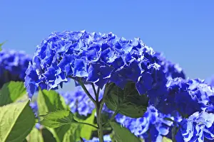 Hydrangeaceae Family Drucke: Hydrangea in bloom in Brittany