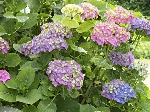 Hydrangea In Bloom Drucke: Hydrangea in bloom in a garden