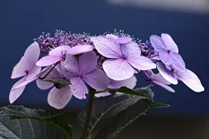 Summer Blooms In Europe Drucke: Hydrangea in bloom, summer, Germany