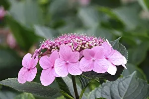 Deserted German Landscape Summer Drucke: Hydrangea in bloom, summer, Germany