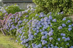 Decorative Hydrangeaceae Plant Drucke: Hydrangea blossom in Brittany