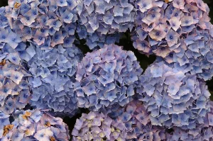 Botanical Garden Plants Drucke: Hydrangea blossoms, Hydrangea macrophylla