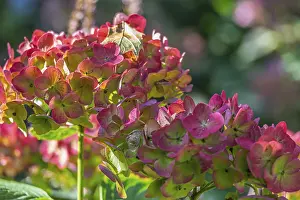 Hydrangea Blossoms Drucke: Hydrangea blossoms against the light
