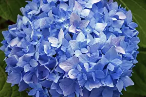 German Flowering Plants Drucke: Hydrangea, blue flowering, close-up