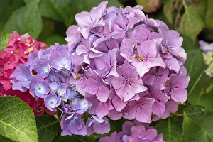 German Hydrangeas Drucke: Hydrangea flower (Hydrangea), Bavaria, Germany