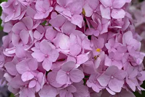 Deserted German Garden Scene Drucke: Hydrangea flower (Hydrangea), close up