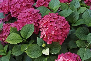 Botanical Garden Plants Drucke: Hydrangea, Hortensia
