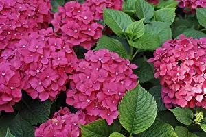 European Flora Drucke: Hydrangea, Hortensia