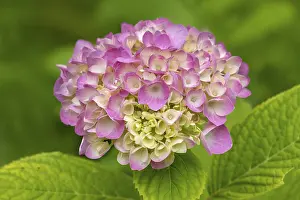 German Flora Botany Drucke: Hydrangea, hydrangea, hydrangea blossom
