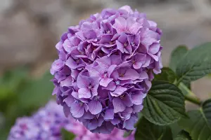 Pink Ornamental Plant Drucke: Hydrangea, hydrangea, hydrangea blossom