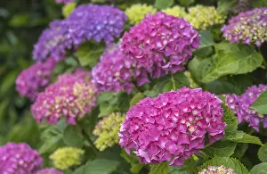 North Rhine Westphalia Vegetation Drucke: Hydrangea, hydrangea, hydrangea blossom