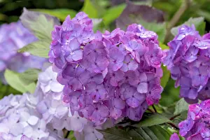Bigleaf Hydrangea Drucke: Hydrangea, hydrangea, hydrangea flower