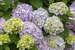 Pink Ornamental Plant Drucke: Hydrangea, Hydrangea, Ireland