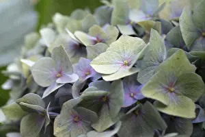 Drucke von Hydrangea (Hydrangea macrophylla), runde Infloreszenz mit delikaten pastellfarbenen einzelnen Blüten in Grün, Lilien und Rosa, Nahansicht, Dortmund, Nordrhein-Westfalen, Deutschland Dortmund Drucke: Hydrangea (Hydrangea macrophylla)