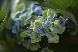 Ruhr District Nature Scene Drucke: Hydrangea (Hydrangea macrophylla)
