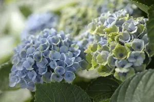 Hydrangeaceae Plant Drucke: Hydrangea (Hydrangea macrophylla)