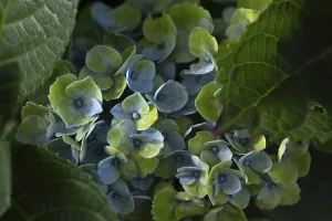 Hydrangeaceae Plant Drucke: Hydrangea (Hydrangea macrophylla)