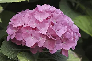 Hydrangea Macrophylla Drucke: Hydrangea (Hydrangea macrophylla)