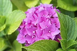 Hydrangeaceae Plant Drucke: Hydrangea (Hydrangea) macrophylla