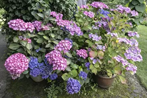 Hydrangea Macrophylla Drucke: Hydrangea (Hydrangea macrophylla)