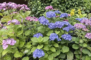 Hydrangeaceae Family Plants Drucke: Hydrangea (Hydrangea macrophylla)