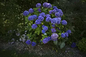 Hydrangeaceae Family Drucke: Hydrangea (Hydrangea macrophylla Hamburg)