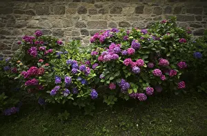 Nature Botany Photos Drucke: Hydrangea (Hydrangea macrophylla Hamburg)