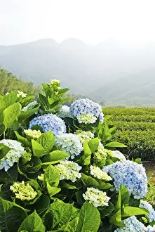 Bigleaf Hydrangea Drucke: Hydrangea (Hydrangea macrophylla) in front of mountains