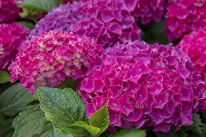 Bigleaf Hydrangea Drucke: Hydrangea, Hydrangea, North Rhine-Westphalia