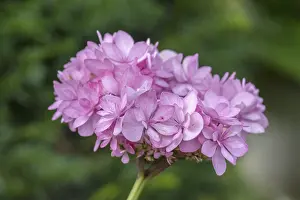Hydrangeaceae Family Drucke: Hydrangea, Hydrangea, North Rhine-Westphalia