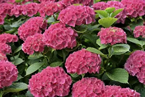 Pink Hydrangea Drucke: Hydrangea (Hydrangea), pink flowers