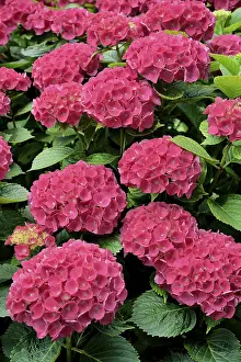 Pink Hydrangea Drucke: Hydrangea (Hydrangea), pink flowers