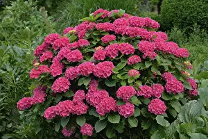 European Botany Photos Drucke: Hydrangea (Hydrangea), pink flowers
