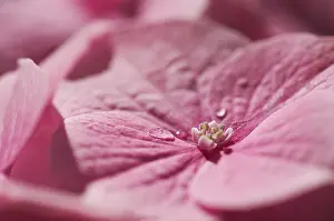 Hydrangea Macrophylla Drucke: Hydrangea macrophylla shrub